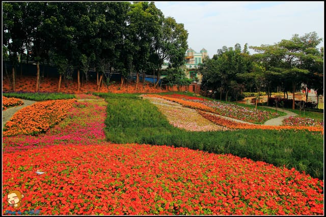《遊記—彰化芬園》就是愛荔枝樂園～見證浪漫愛情的園地