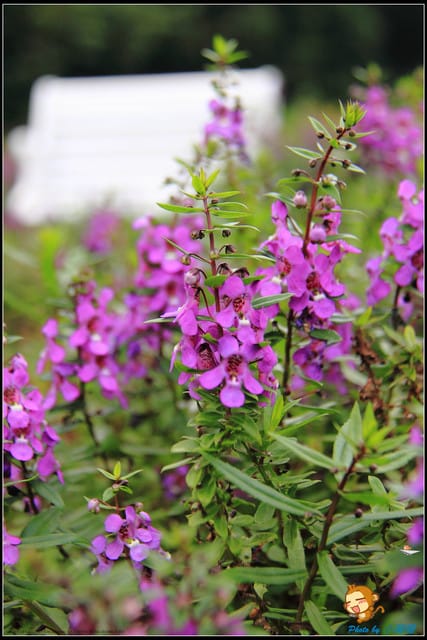 《遊記—新北淡水》大屯花卉農場～夢幻水上教堂