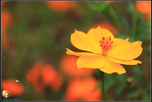 《遊記—新北淡水》大屯花卉農場～夢幻水上教堂