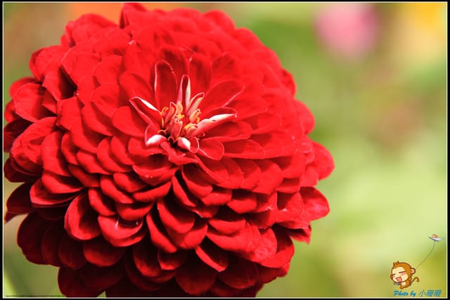 《遊記—新北淡水》大屯花卉農場～夢幻水上教堂