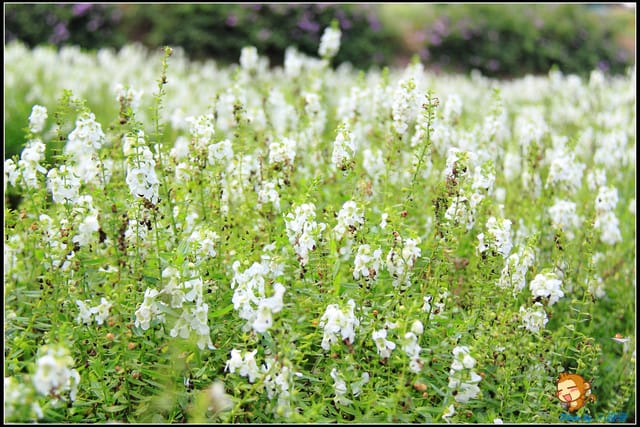 《遊記—新北淡水》大屯花卉農場～夢幻水上教堂
