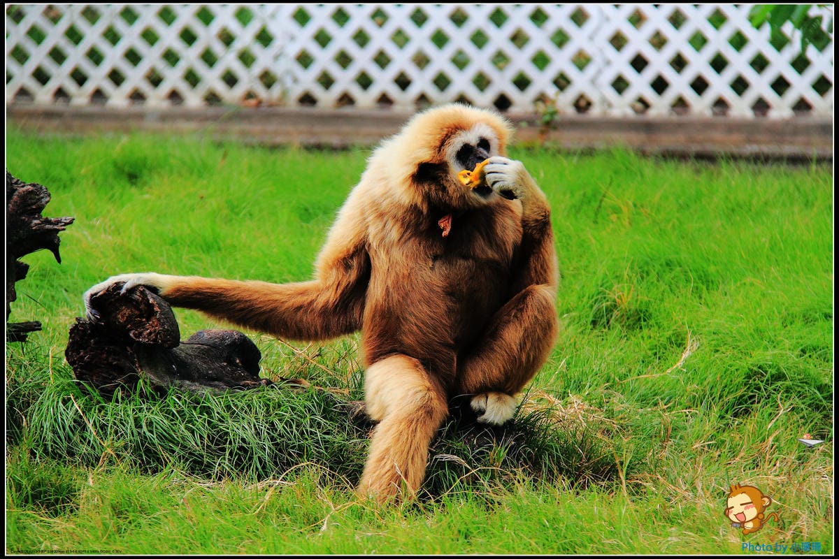 DPP_7_nEO_IMG DPP_7_nEO_IMG