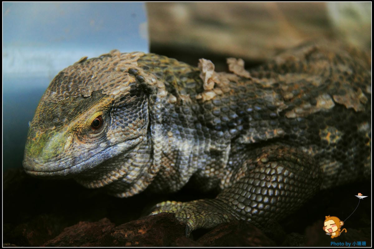 DPP_11_nEO_IMG DPP_11_nEO_IMG