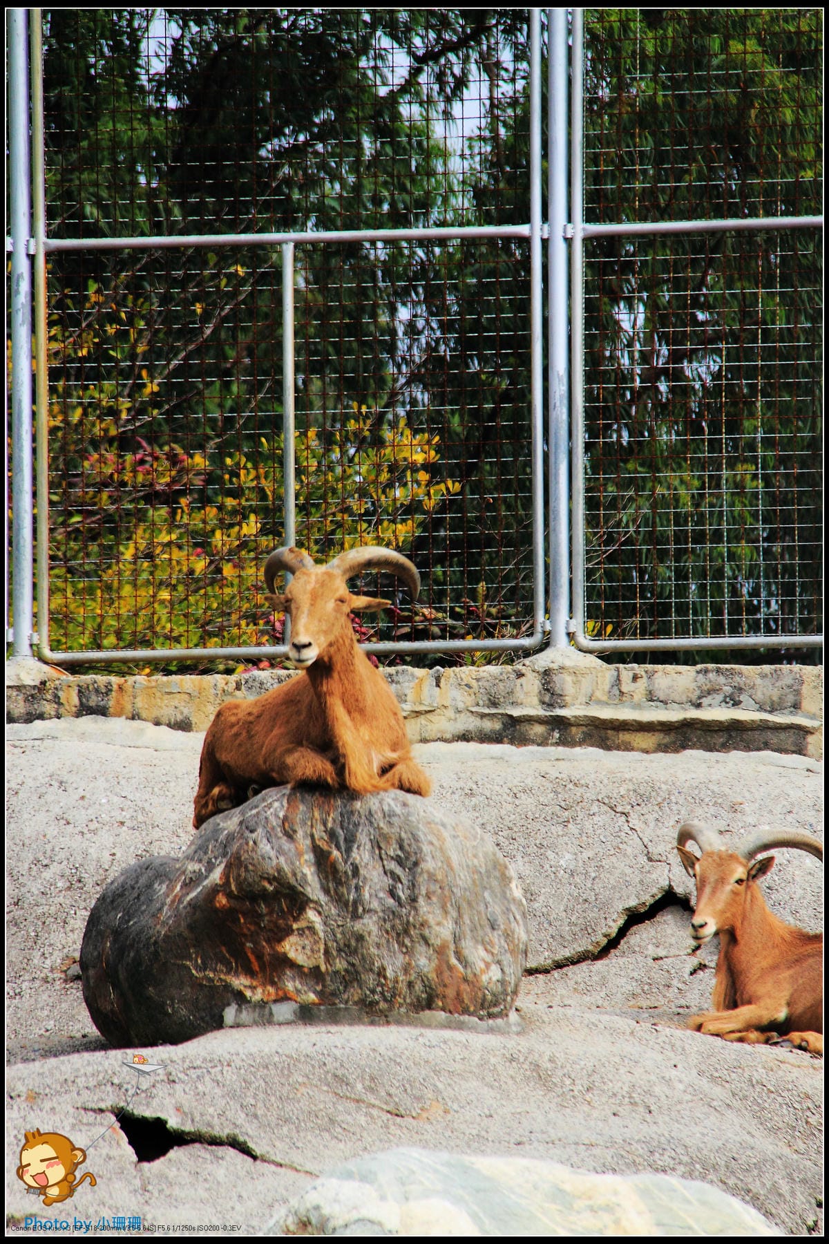 DPP_25_nEO_IMG DPP_25_nEO_IMG