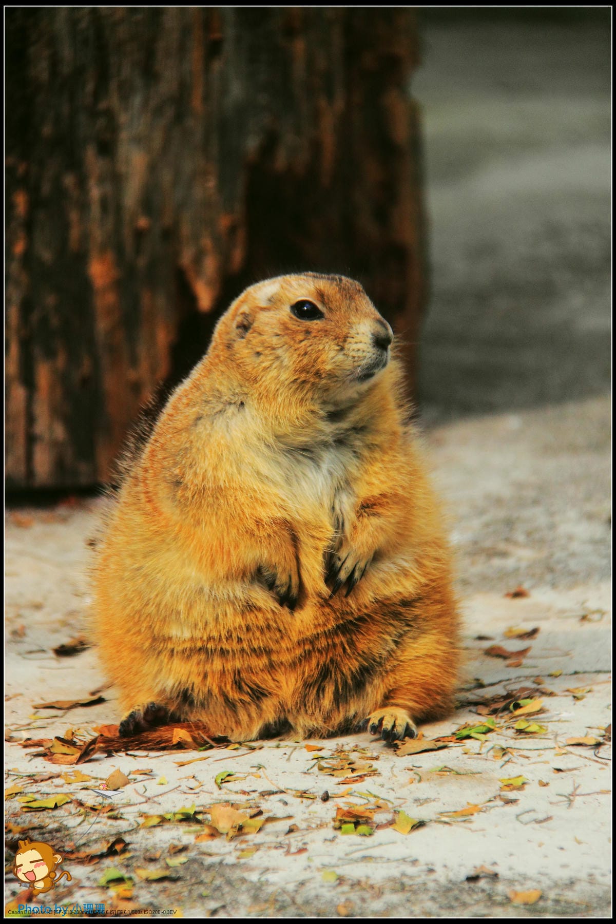 DPP_22_nEO_IMG DPP_22_nEO_IMG