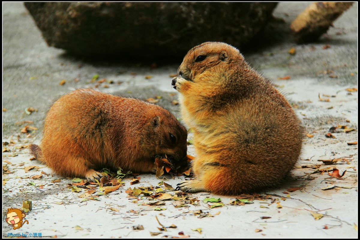 DPP_20_nEO_IMG DPP_20_nEO_IMG