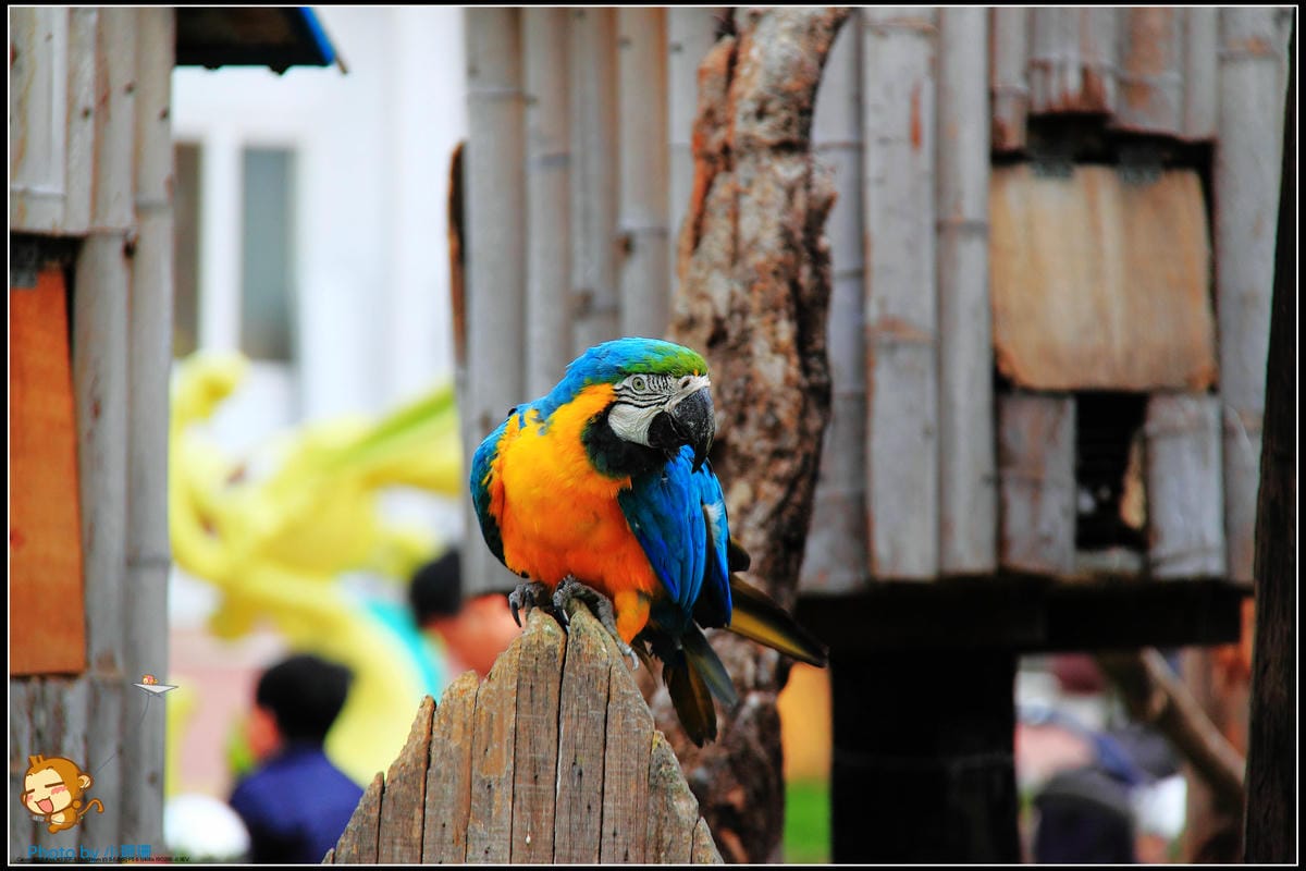 DPP_4_nEO_IMG DPP_4_nEO_IMG