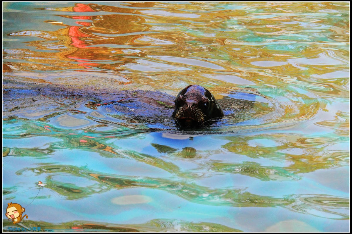 DPP_47_nEO_IMG DPP_47_nEO_IMG