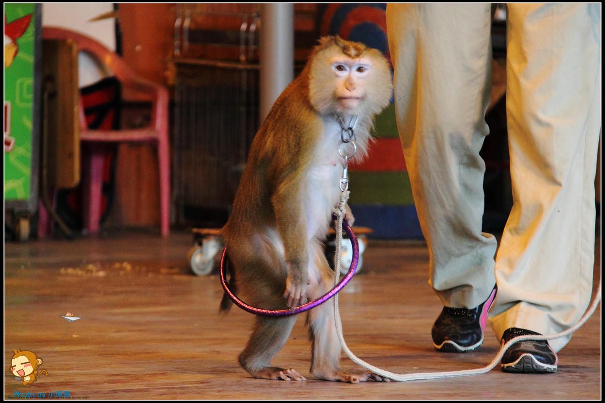 DPP_30_nEO_IMG DPP_30_nEO_IMG