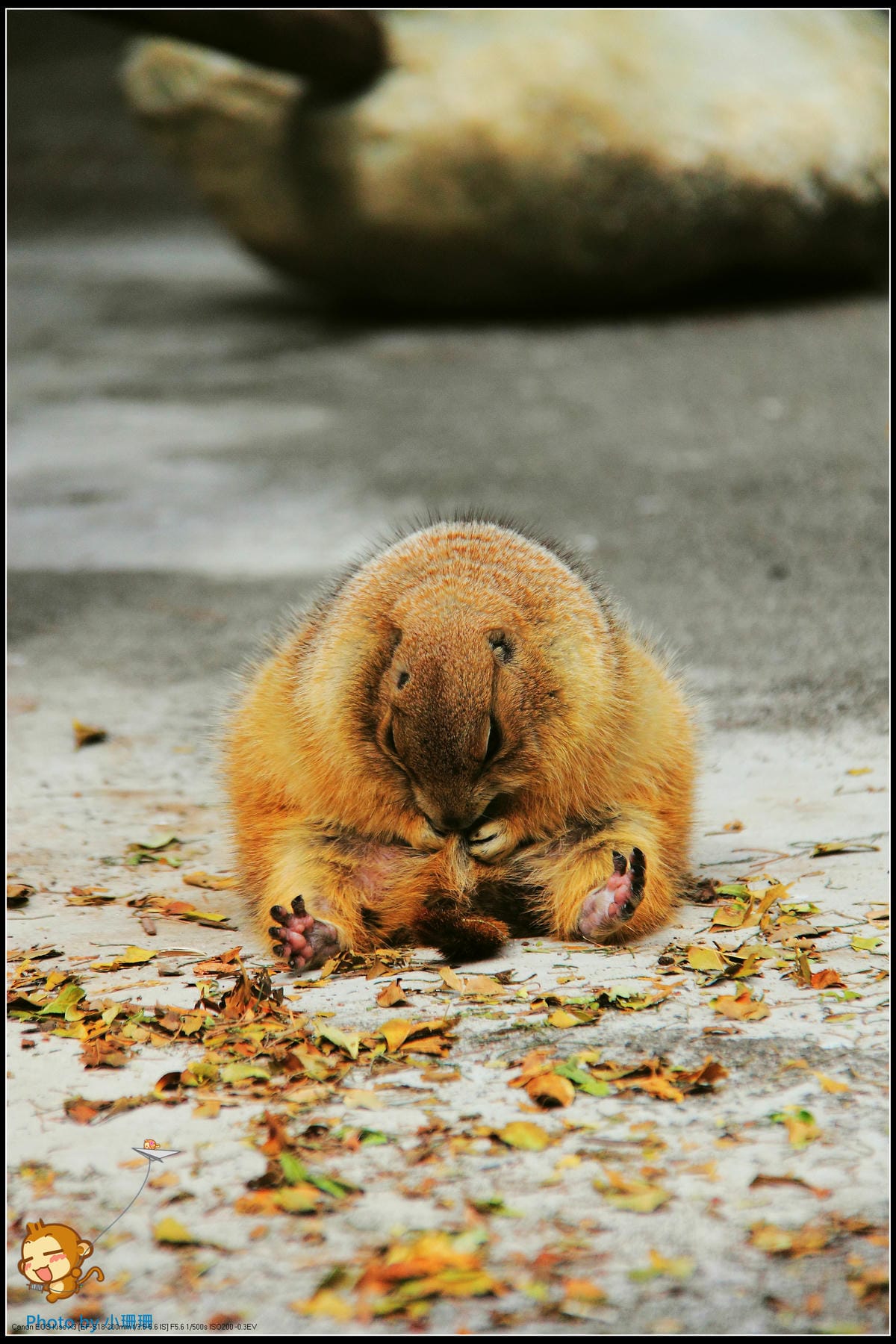 DPP_21_nEO_IMG DPP_21_nEO_IMG