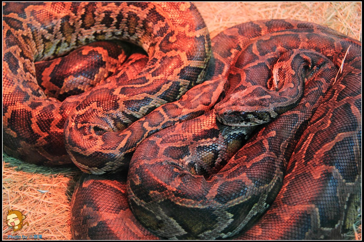 DPP_10_nEO_IMG DPP_10_nEO_IMG