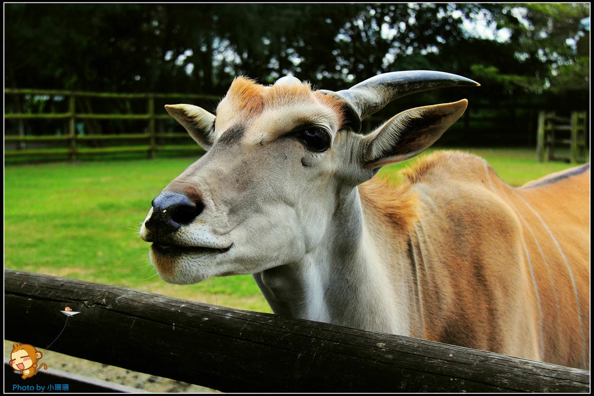 DPP_19_nEO_IMG DPP_19_nEO_IMG