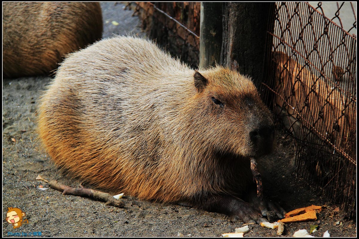 DPP_8_nEO_IMG DPP_8_nEO_IMG