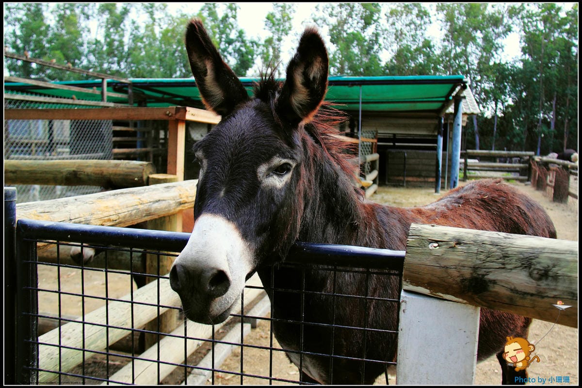 DPP_42_nEO_IMG DPP_42_nEO_IMG