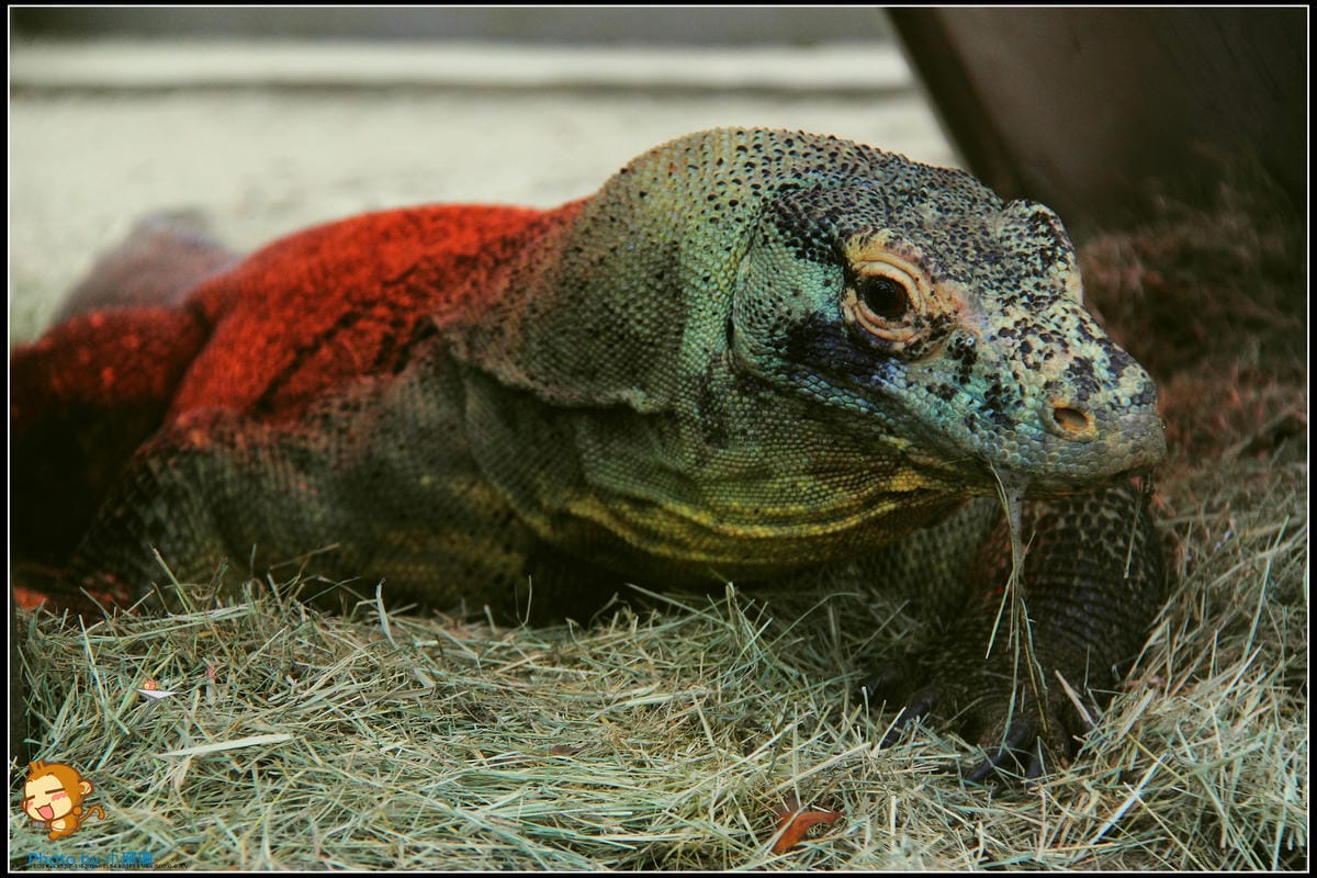 DPP_12_nEO_IMG DPP_12_nEO_IMG