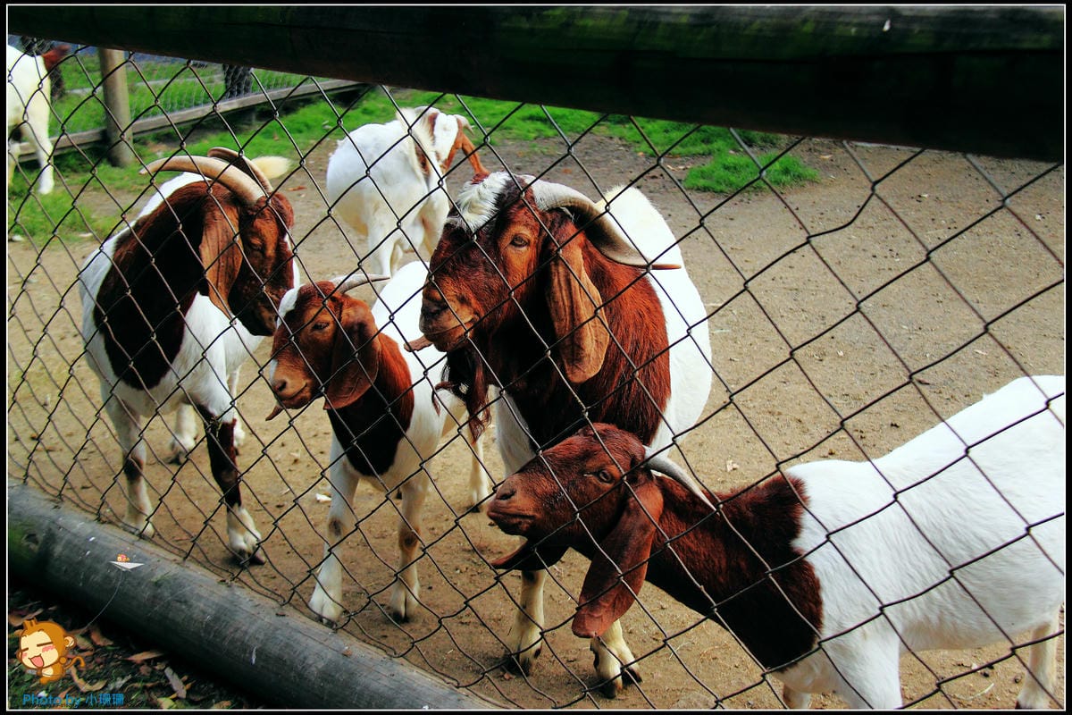 DPP_43_nEO_IMG DPP_43_nEO_IMG