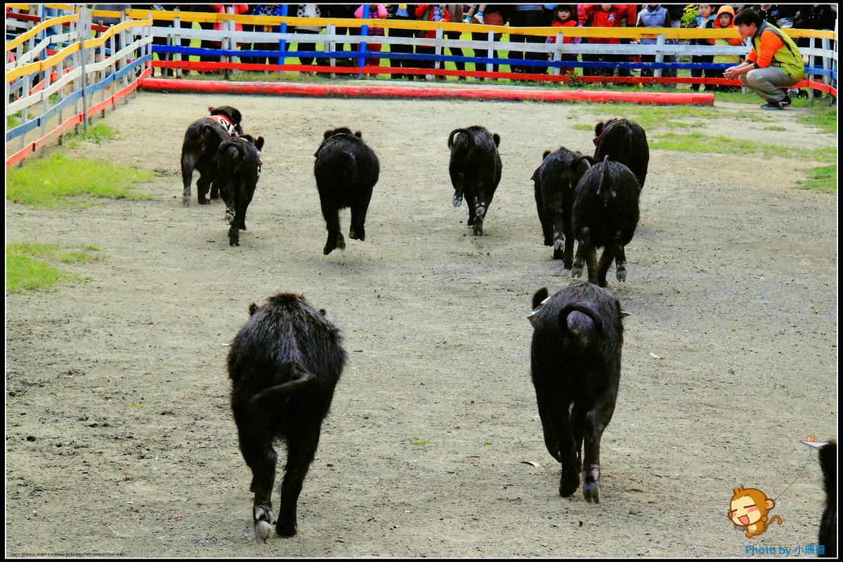 DPP_40_nEO_IMG DPP_40_nEO_IMG