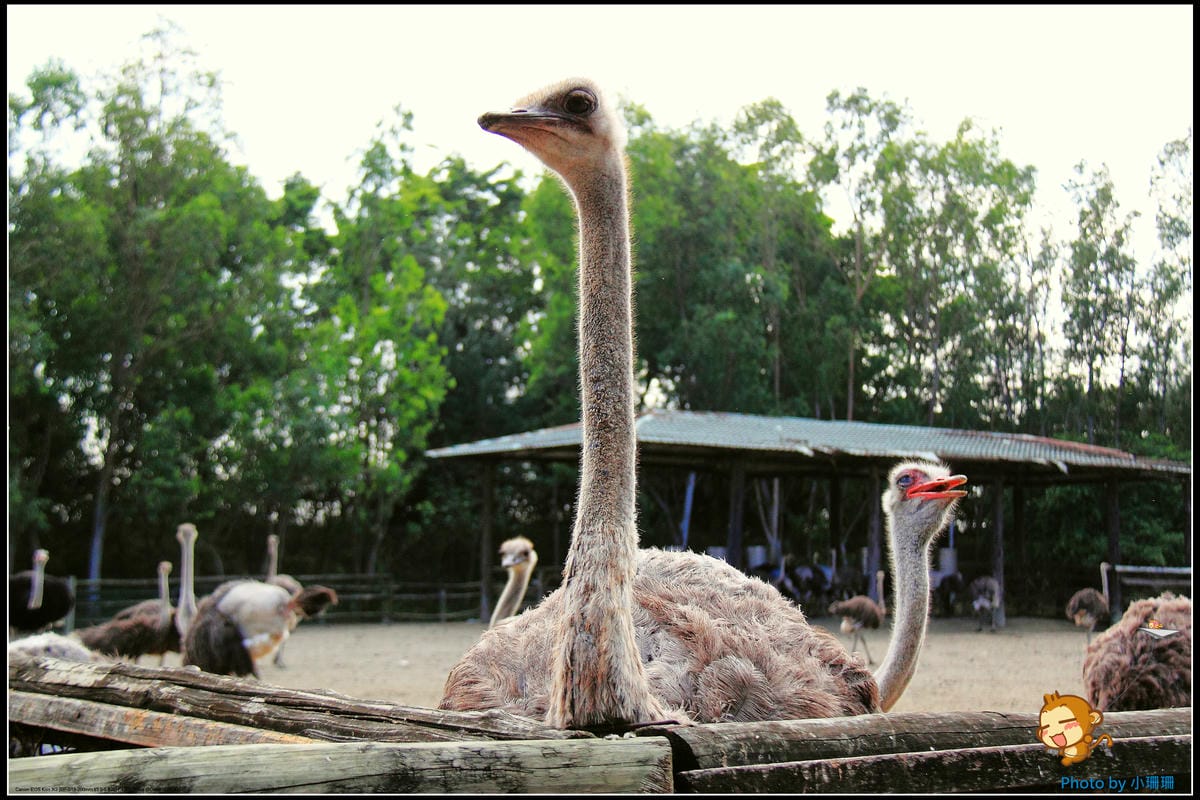 DPP_41_nEO_IMG DPP_41_nEO_IMG