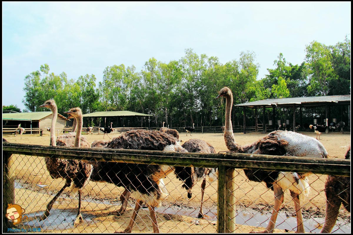 DPP_26_nEO_IMG DPP_26_nEO_IMG