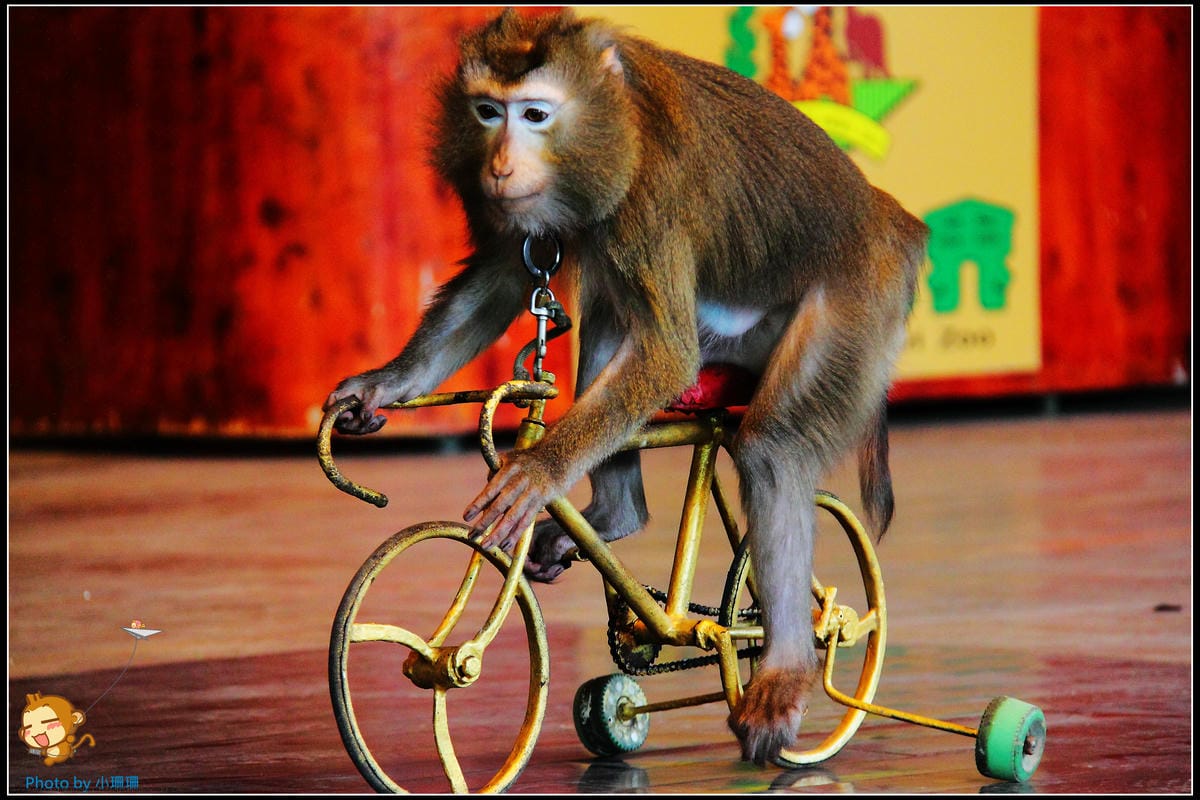 DPP_36_nEO_IMG DPP_36_nEO_IMG