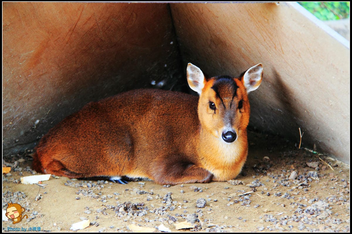 DPP_16_nEO_IMG DPP_16_nEO_IMG