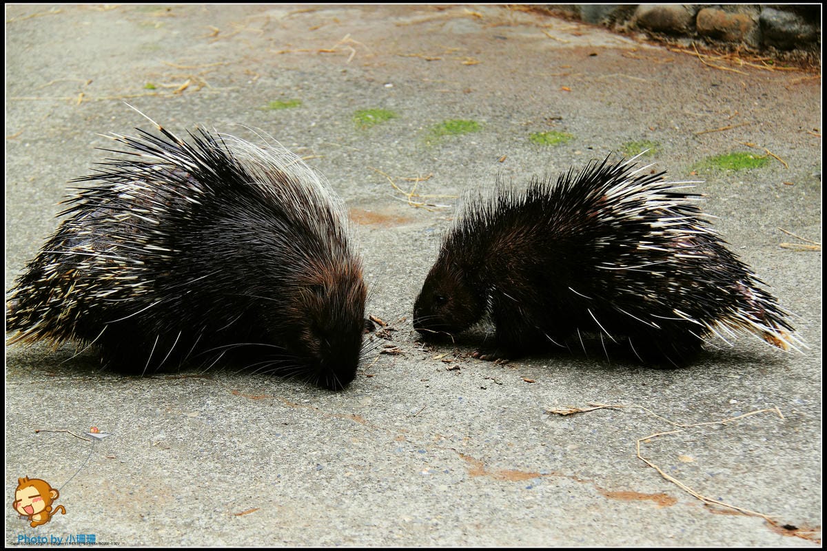 DPP_23_nEO_IMG DPP_23_nEO_IMG