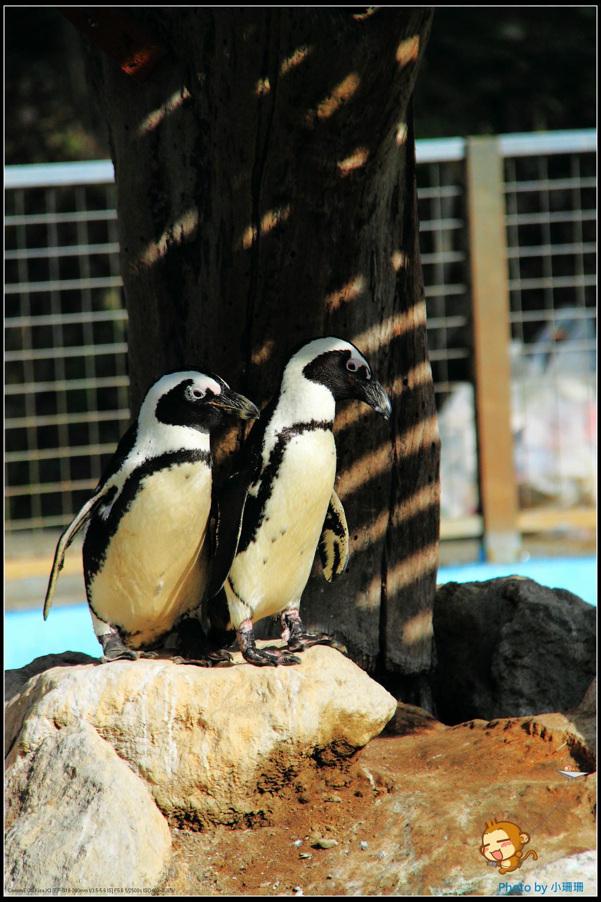 DPP_50_nEO_IMG DPP_50_nEO_IMG