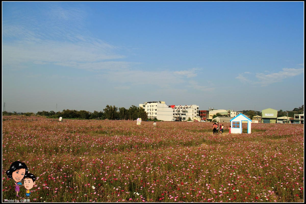 《遊記—桃園》蘆竹幸福花海祭
