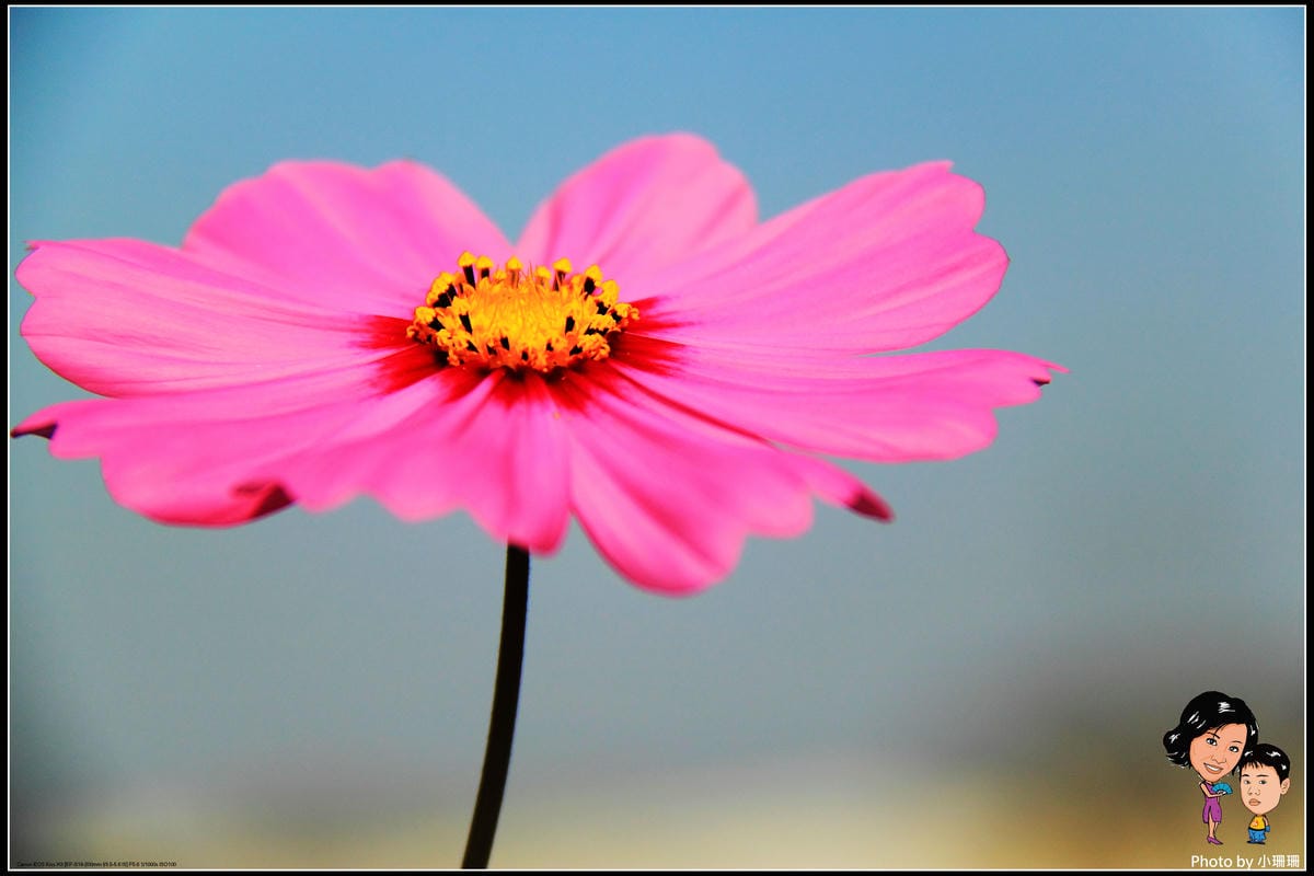 《遊記—桃園》蘆竹幸福花海祭
