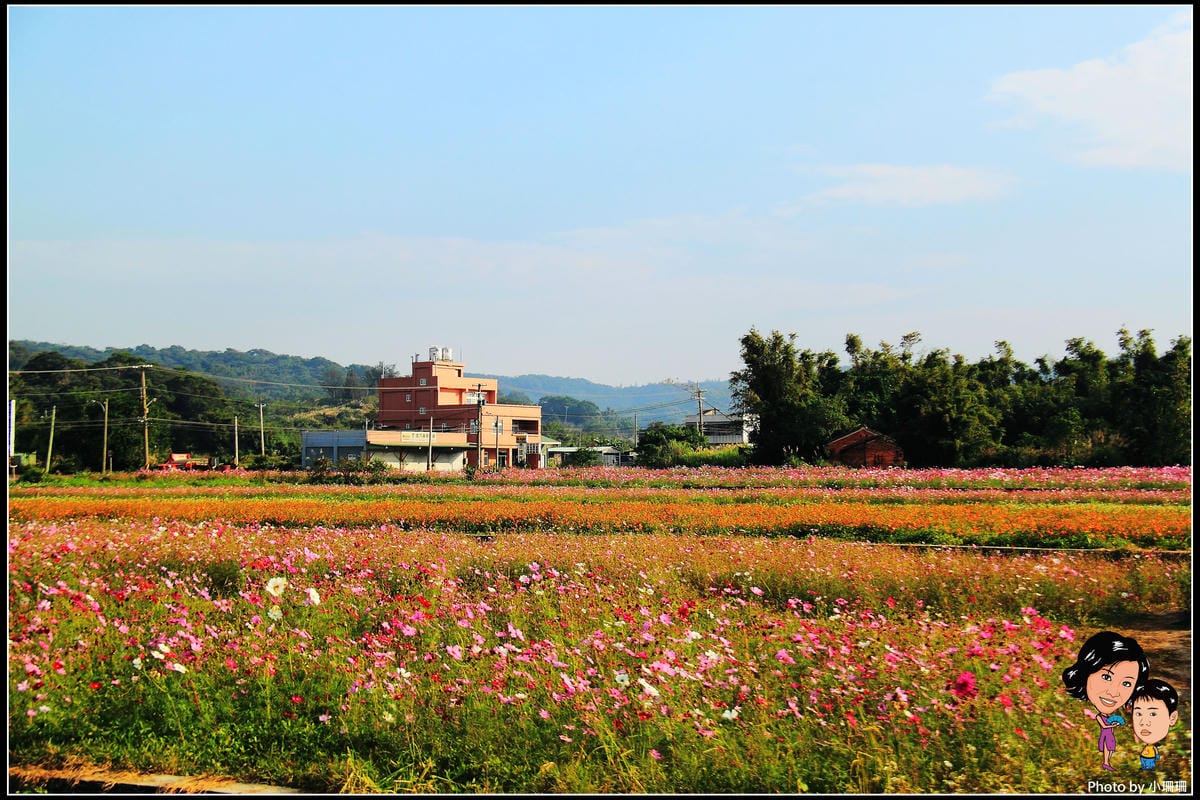 《遊記—桃園》蘆竹幸福花海祭
