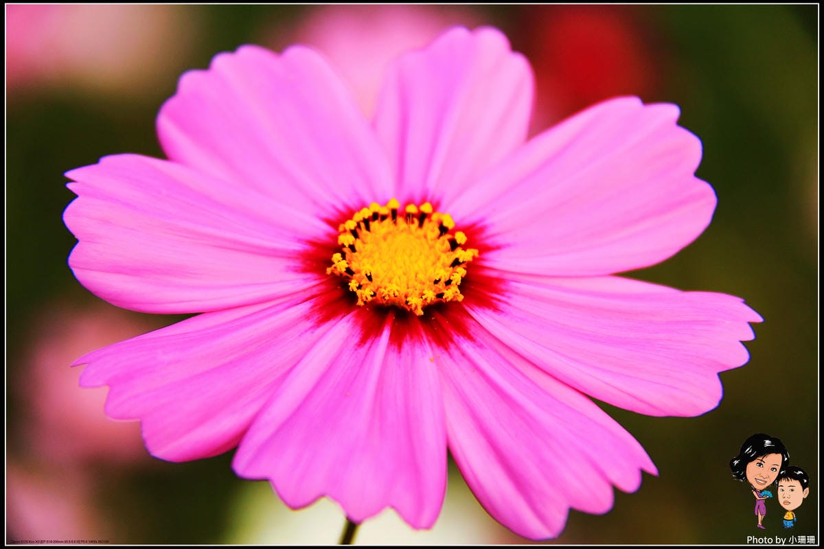 《遊記—桃園》蘆竹幸福花海祭