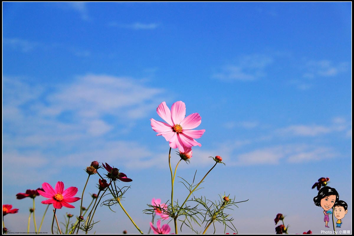 《遊記—桃園》蘆竹幸福花海祭