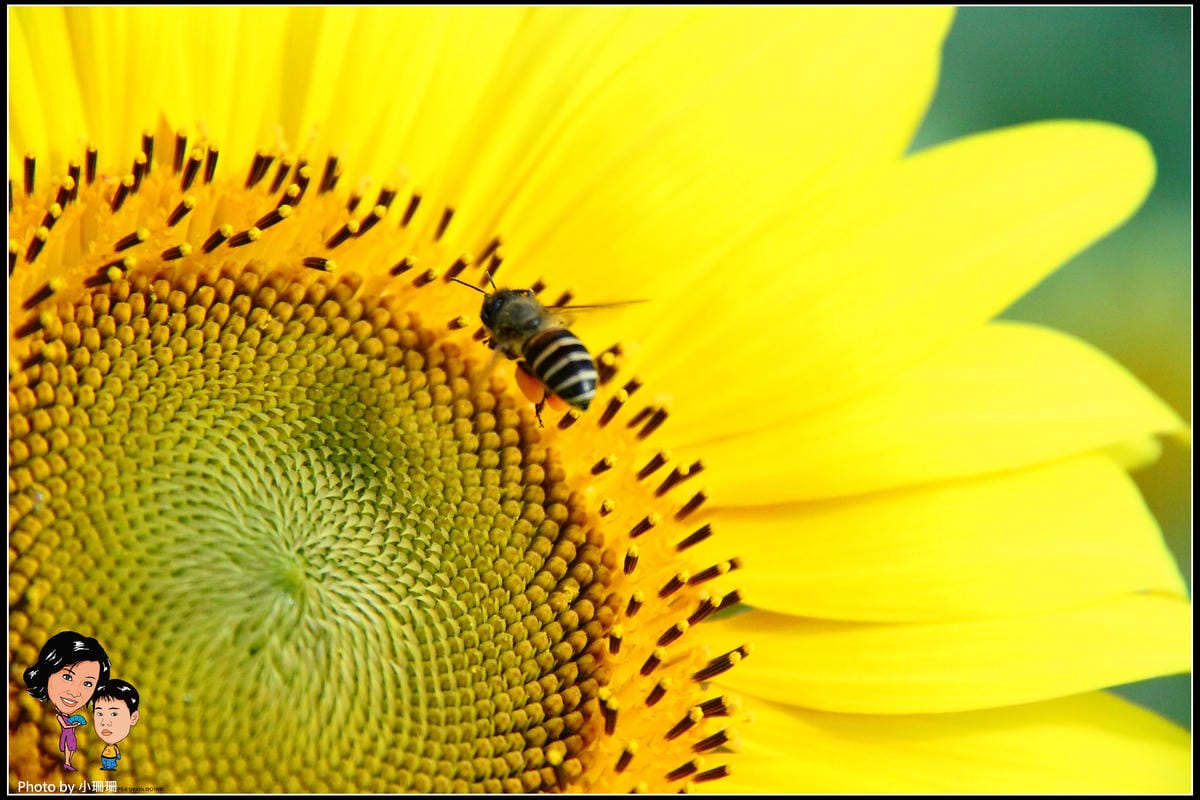 《遊記—桃園》蘆竹幸福花海祭
