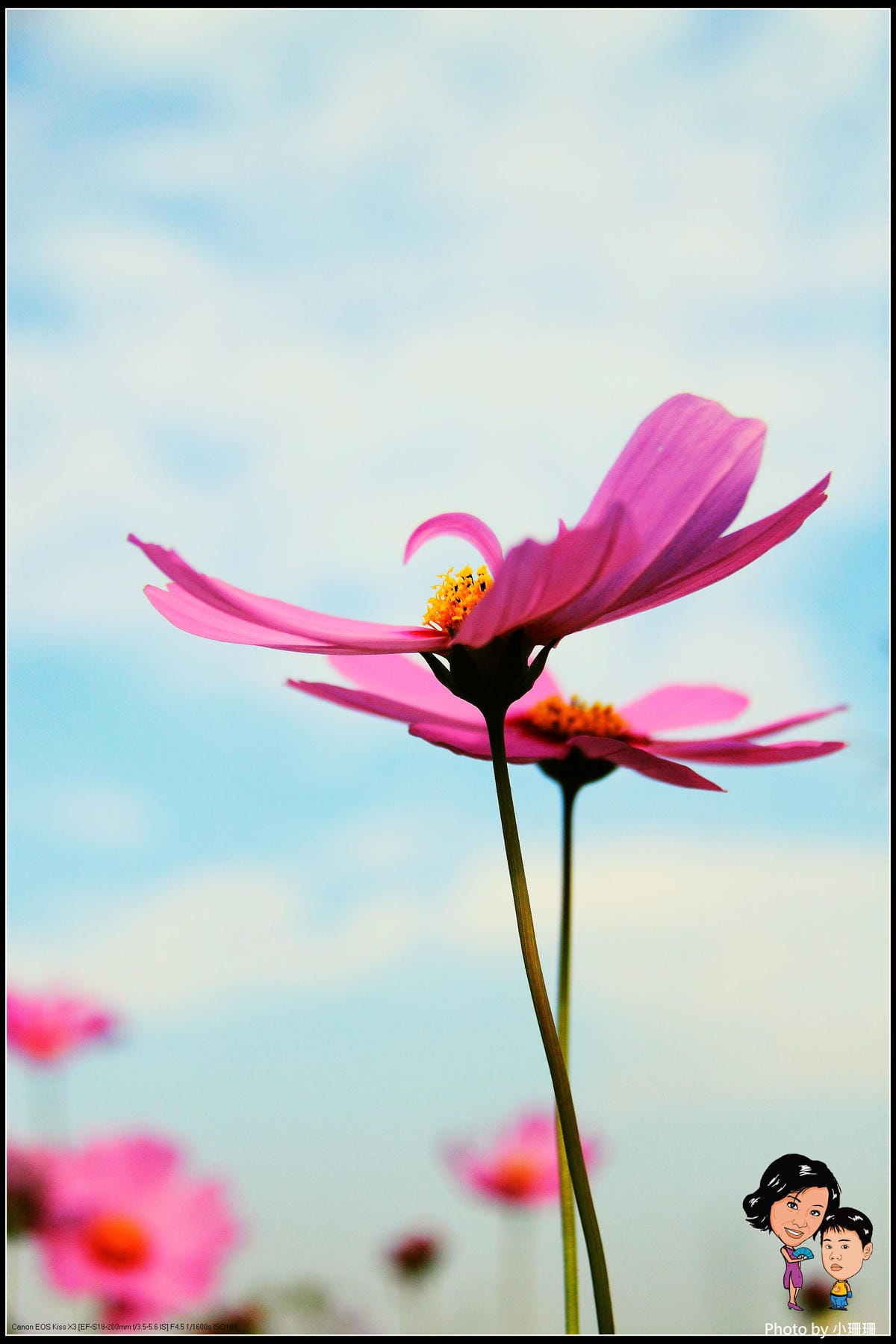 《遊記—桃園》蘆竹幸福花海祭
