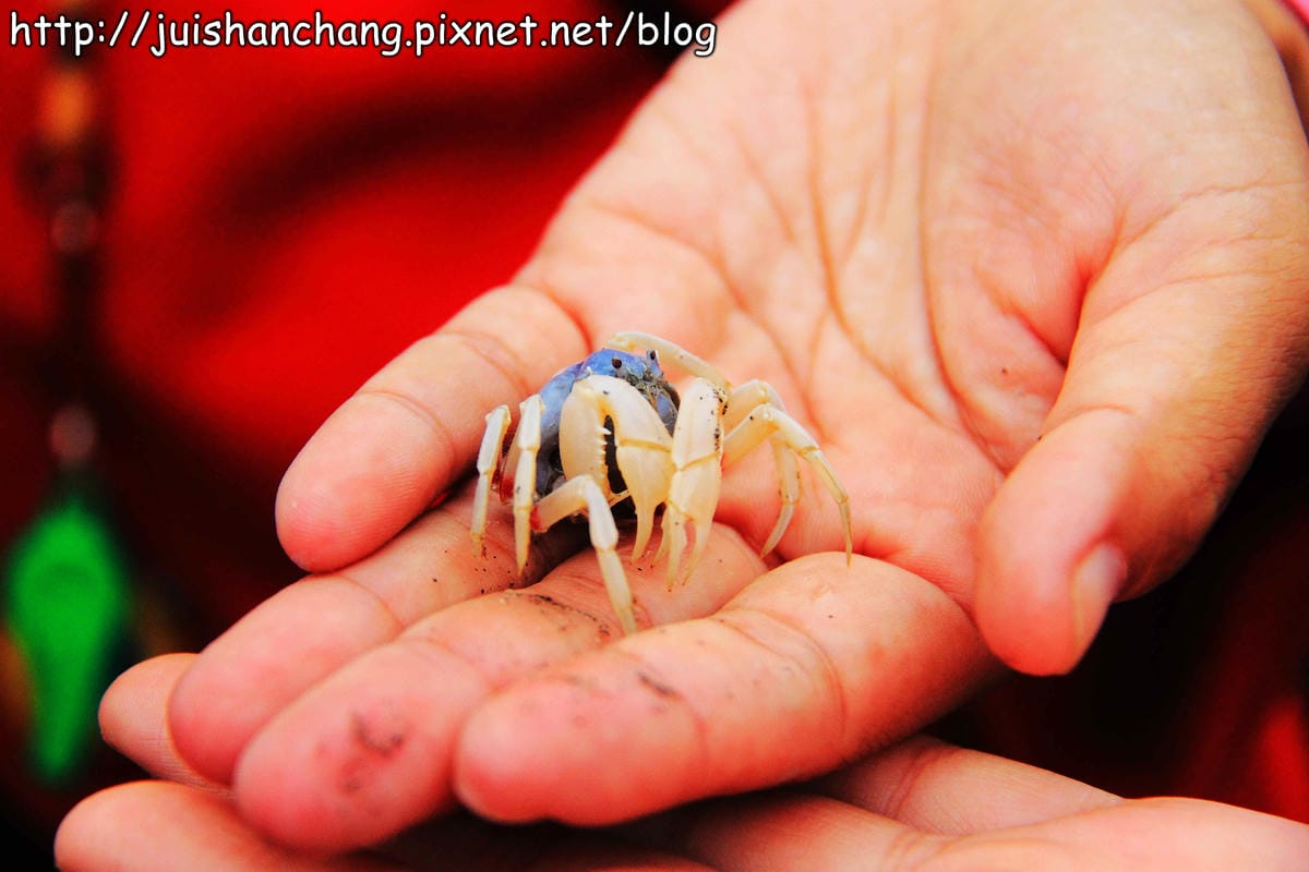 【遊。彰化】番挖海牛車隊～坐牛車採蚵趣！