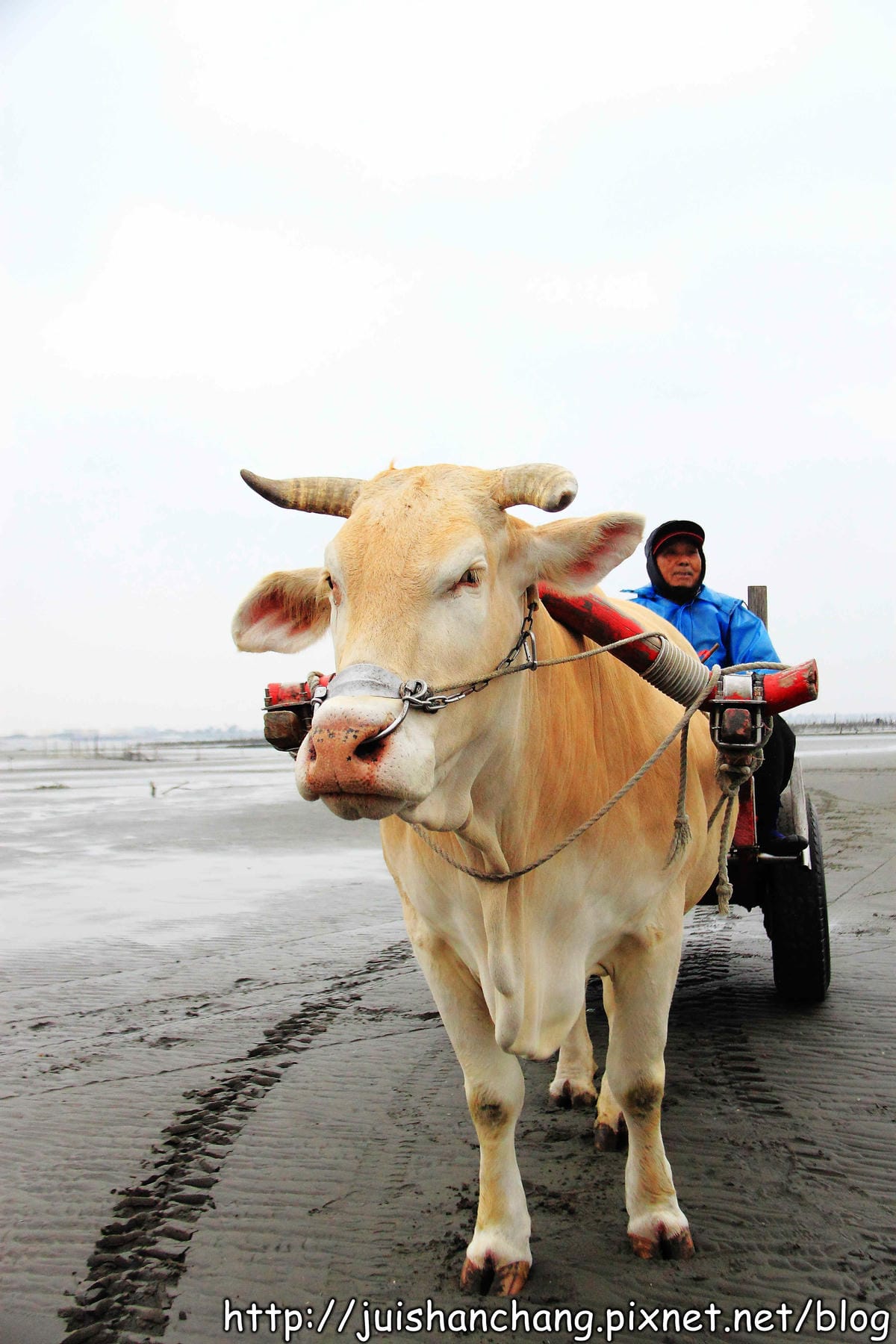 【遊。彰化】番挖海牛車隊～坐牛車採蚵趣！
