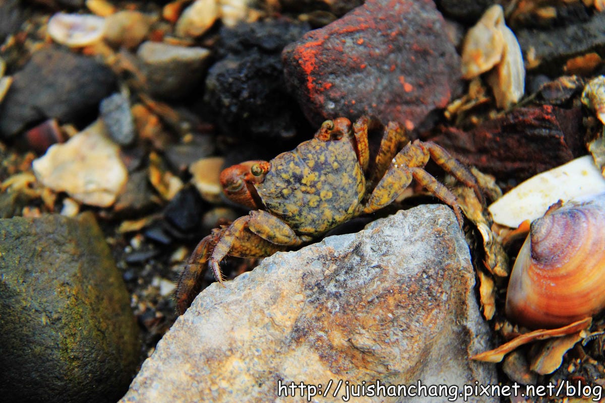 【遊。彰化】番挖海牛車隊～坐牛車採蚵趣！