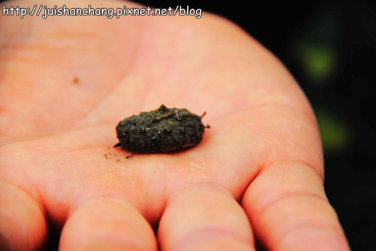 【遊。彰化】番挖海牛車隊～坐牛車採蚵趣！