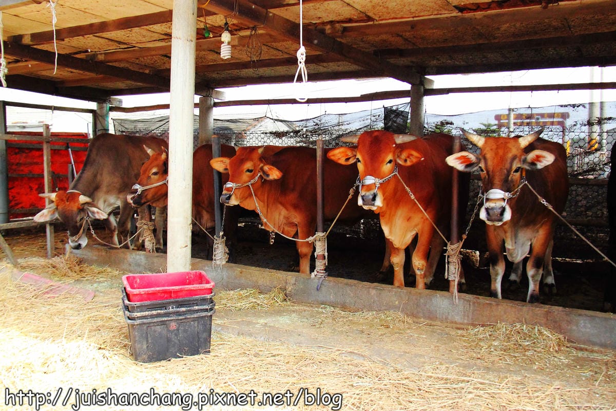 【遊。彰化】番挖海牛車隊～坐牛車採蚵趣！