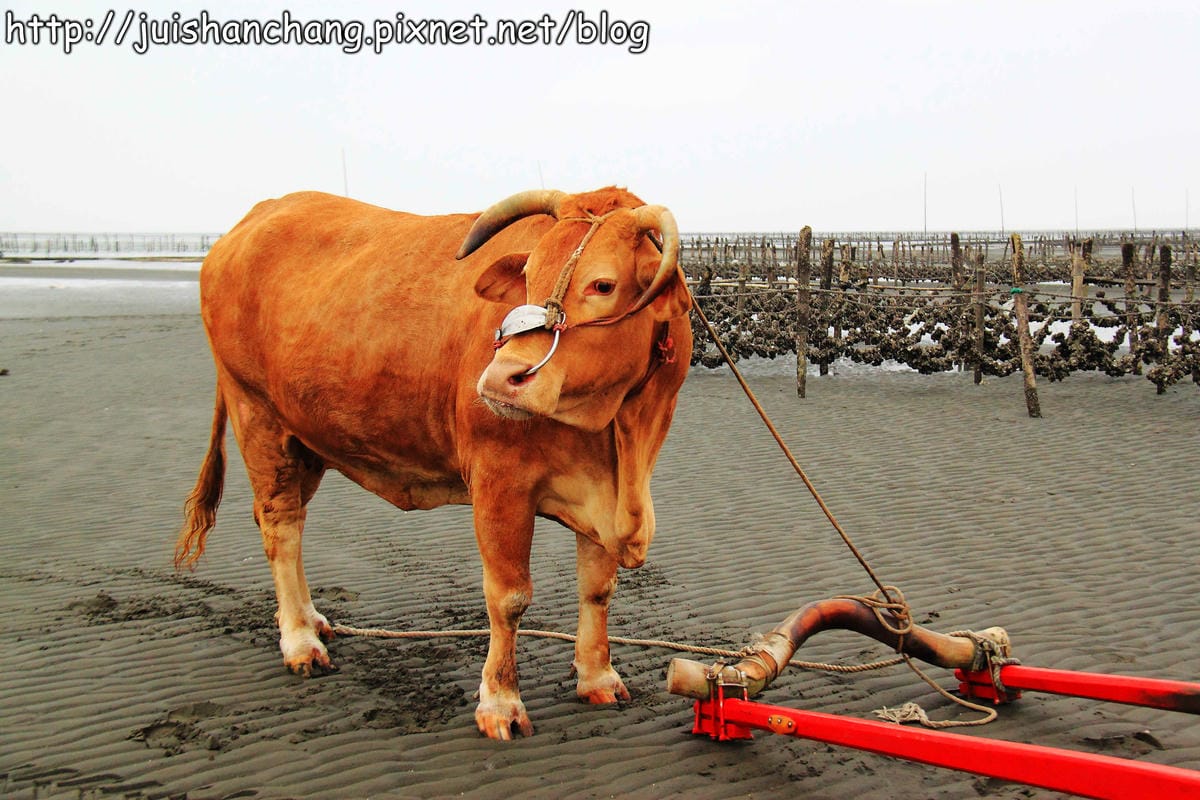 【遊。彰化】番挖海牛車隊～坐牛車採蚵趣！