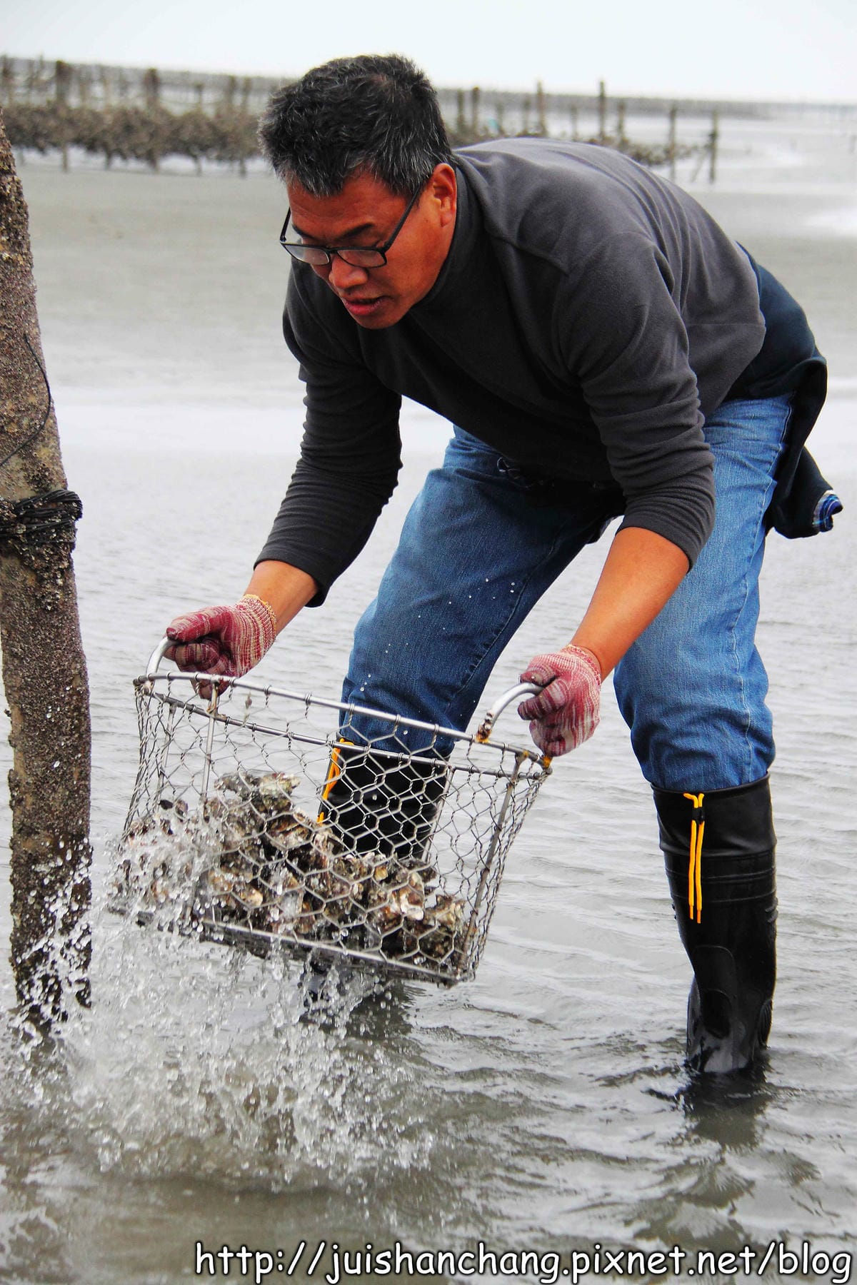 【遊。彰化】番挖海牛車隊～坐牛車採蚵趣！