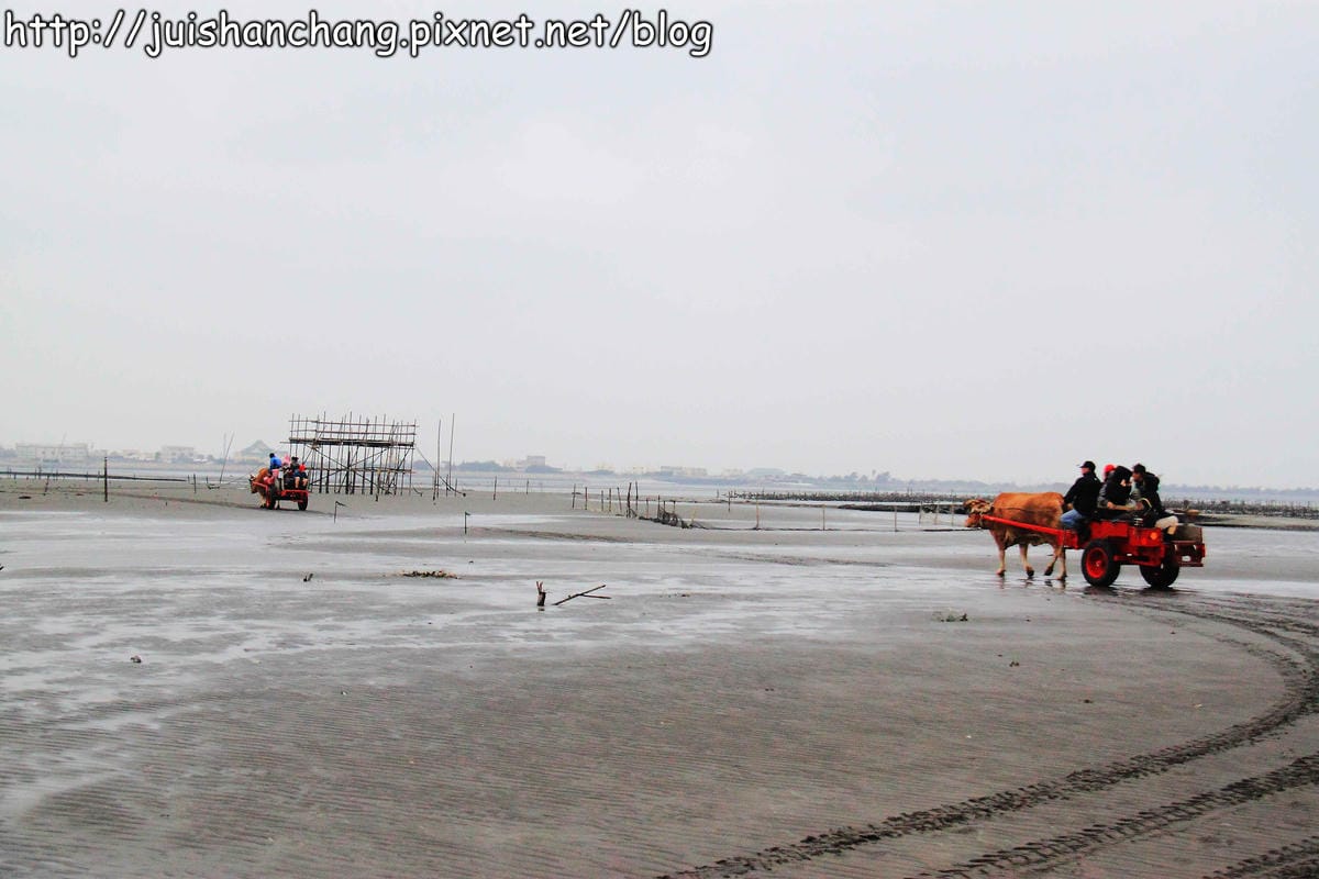 【遊。彰化】番挖海牛車隊～坐牛車採蚵趣！