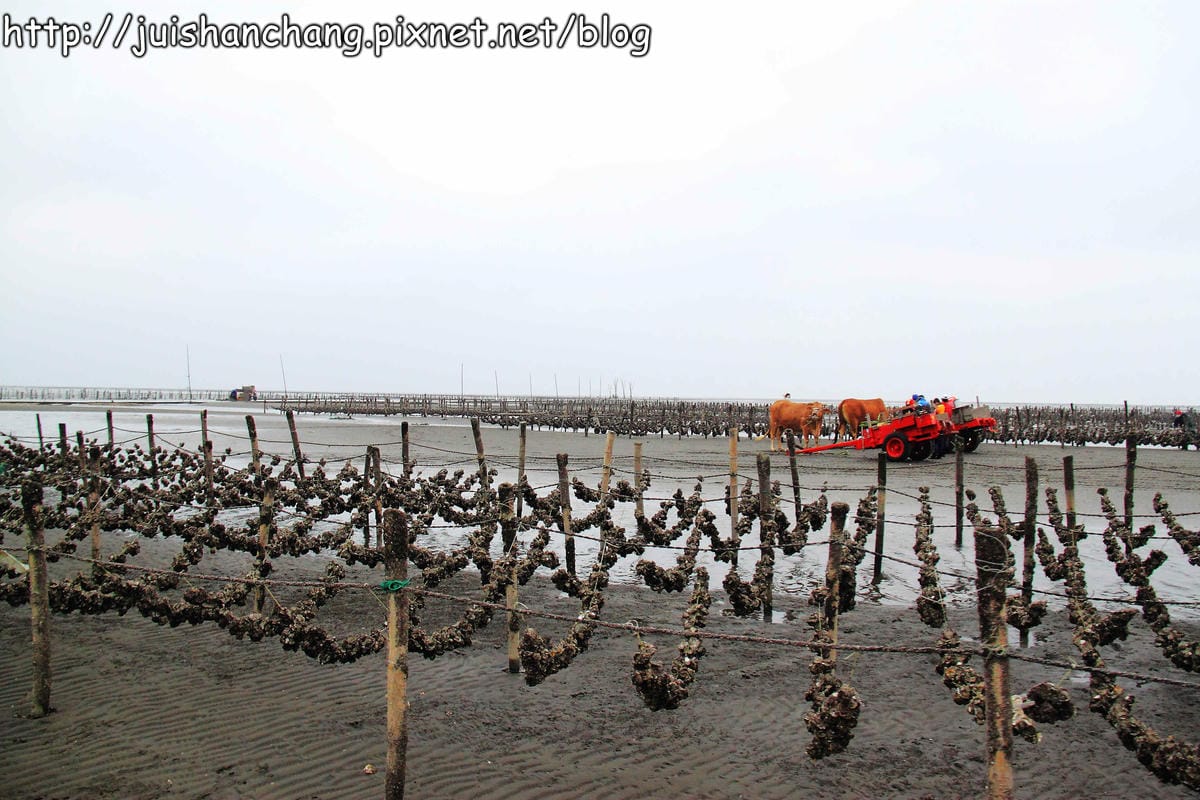 【遊。彰化】番挖海牛車隊～坐牛車採蚵趣！