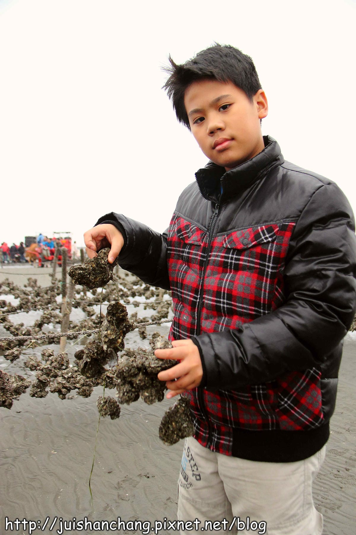 【遊。彰化】番挖海牛車隊～坐牛車採蚵趣！