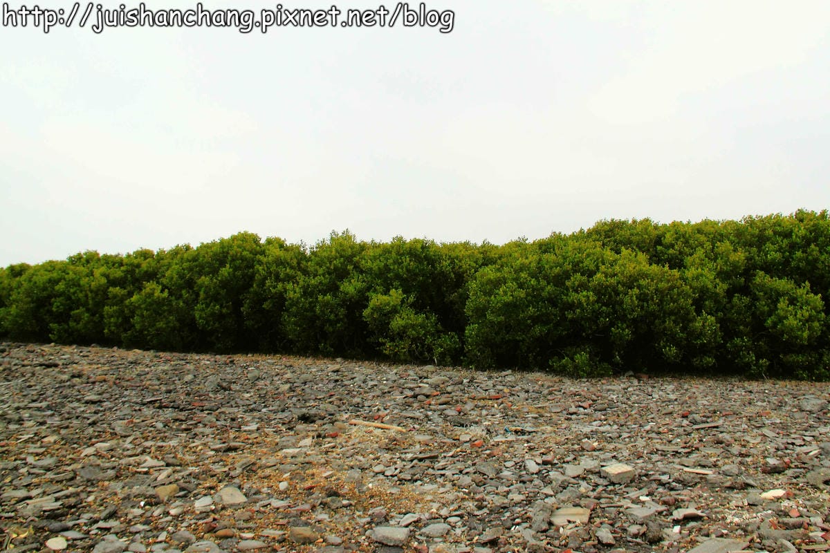 【遊。彰化】番挖海牛車隊～坐牛車採蚵趣！