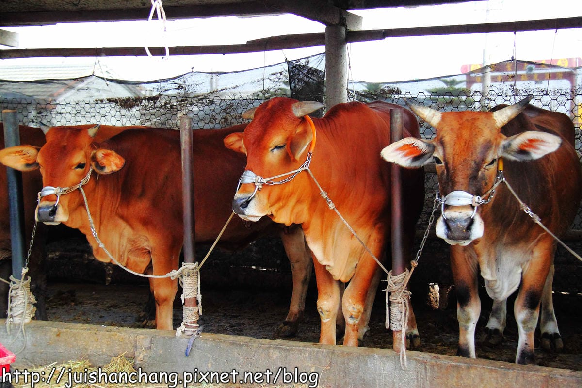 【遊。彰化】番挖海牛車隊～坐牛車採蚵趣！