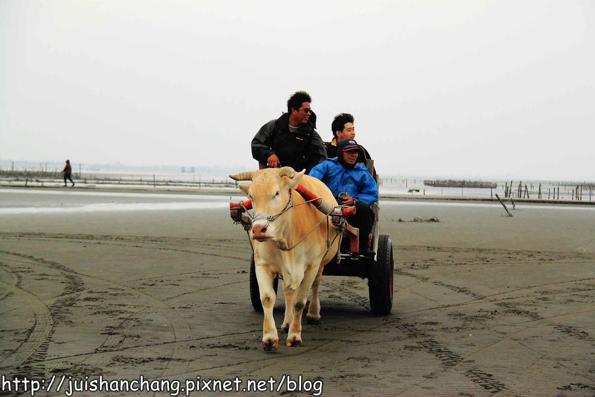 【遊。彰化】番挖海牛車隊～坐牛車採蚵趣！