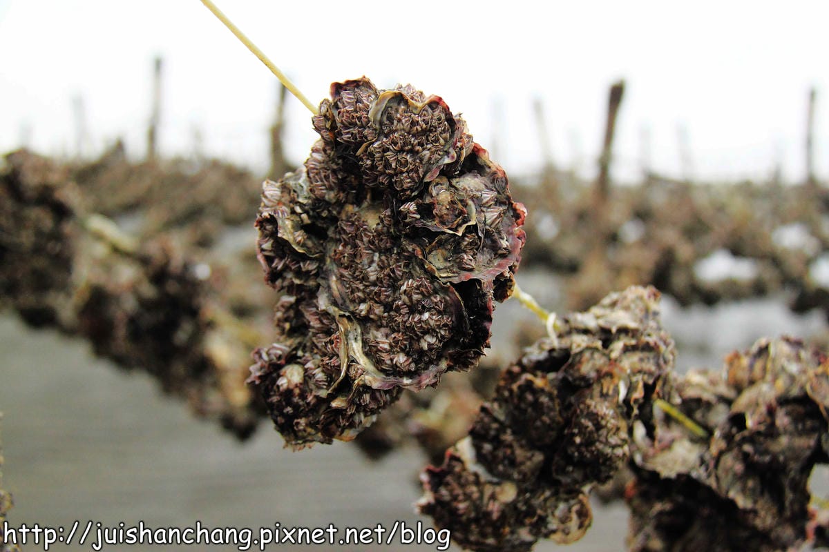 【遊。彰化】番挖海牛車隊～坐牛車採蚵趣！