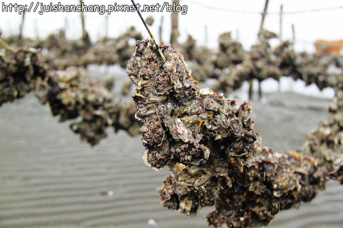 【遊。彰化】番挖海牛車隊～坐牛車採蚵趣！