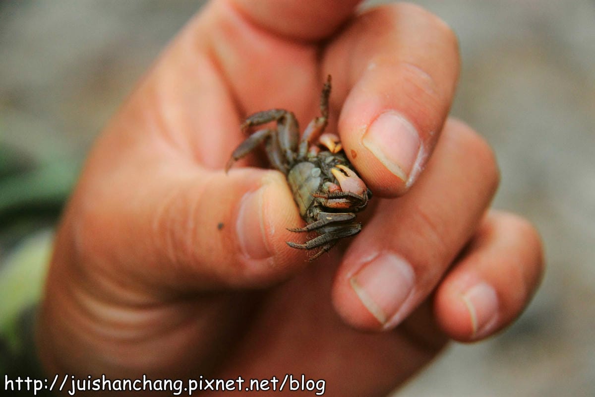 【遊。彰化】番挖海牛車隊～坐牛車採蚵趣！